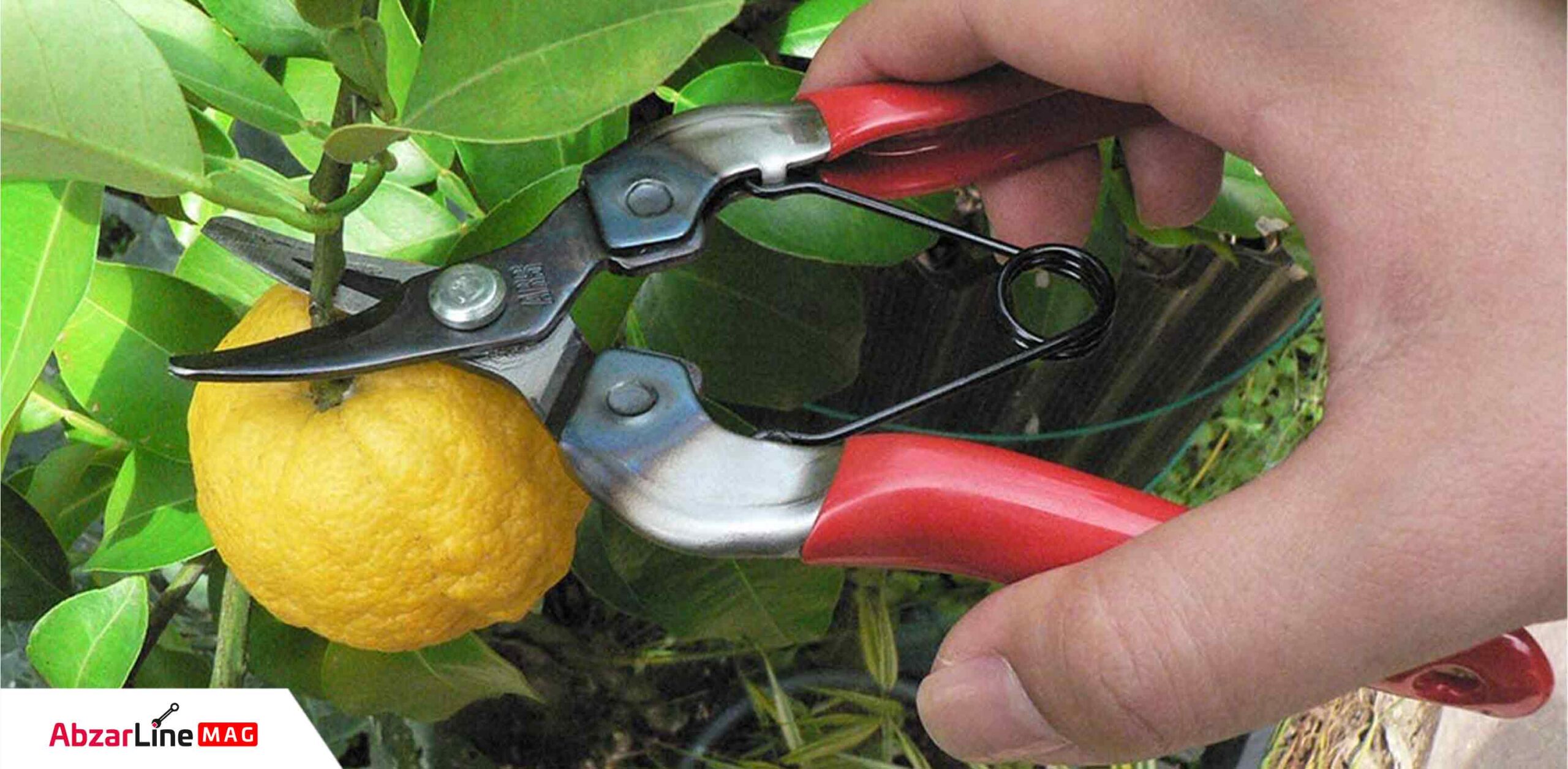قیچی میوه چینی