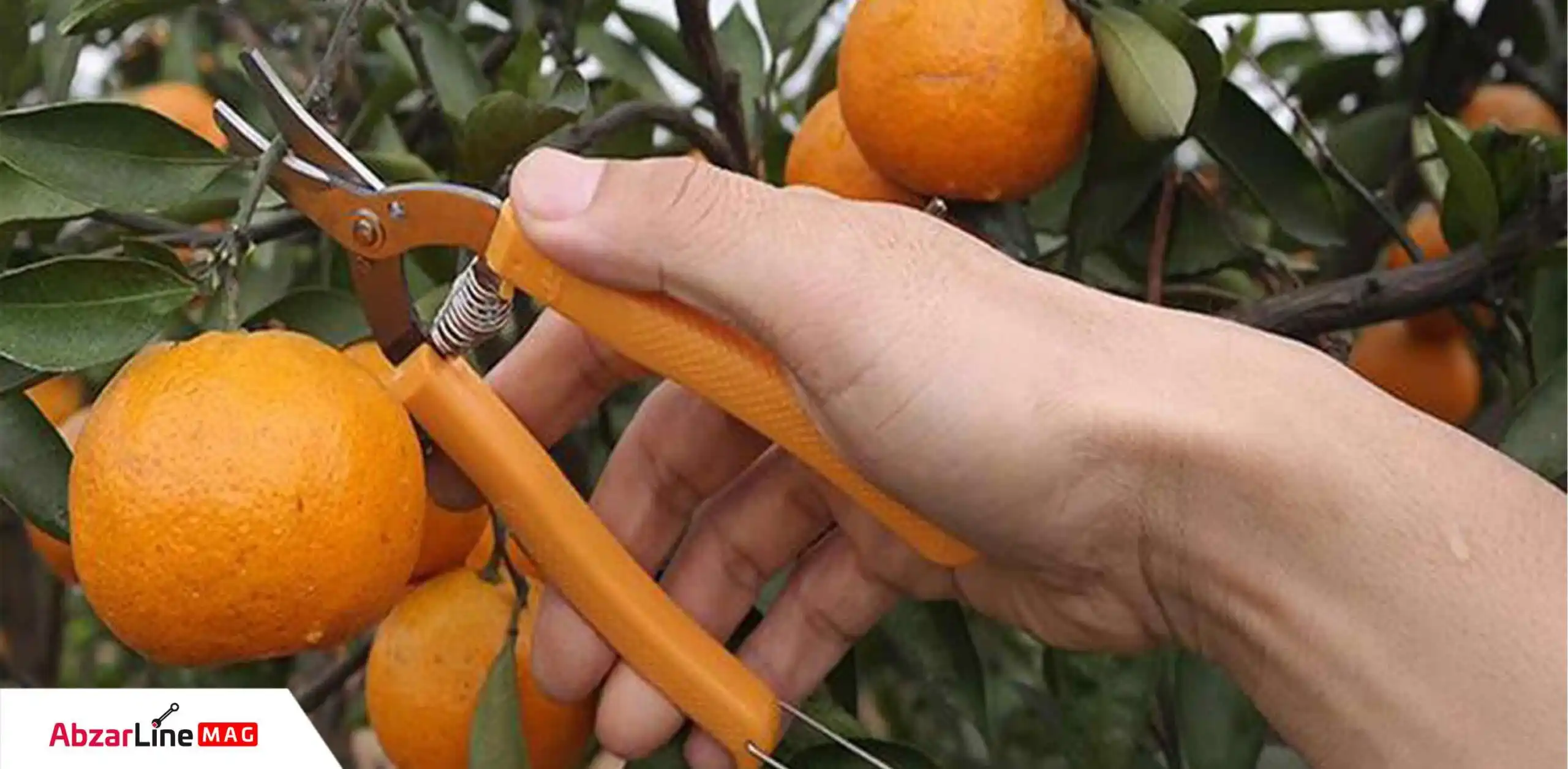 قیچی میوه چینی واستر