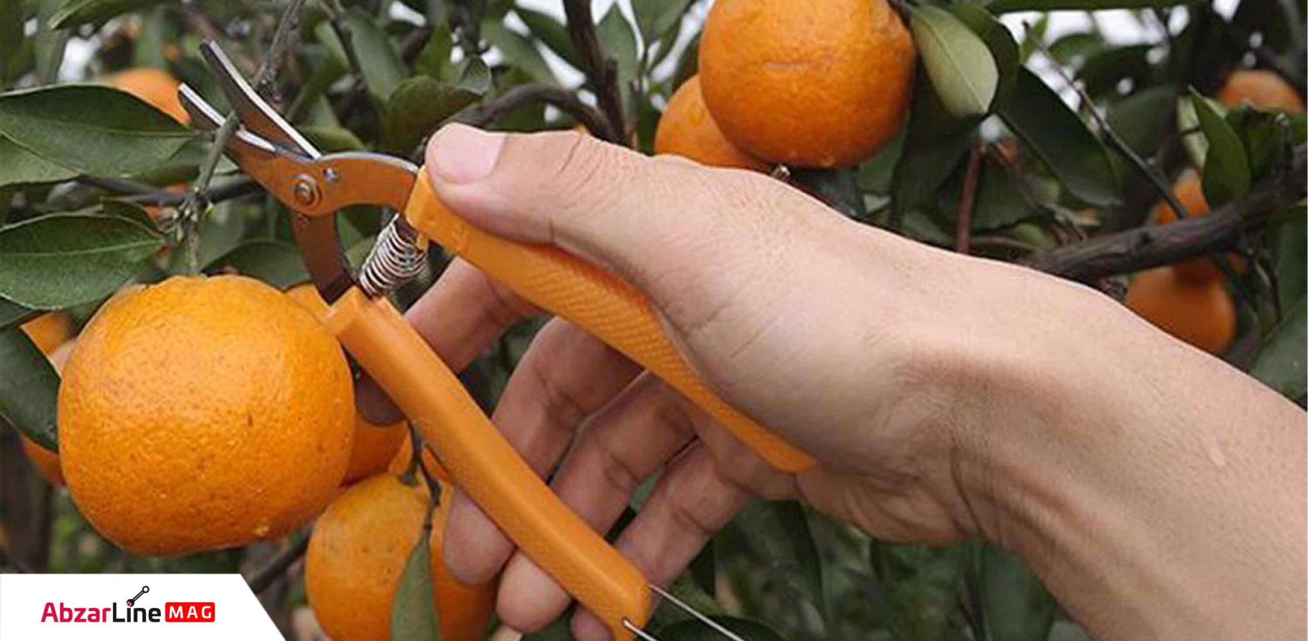 قیچی میوه چین واستر