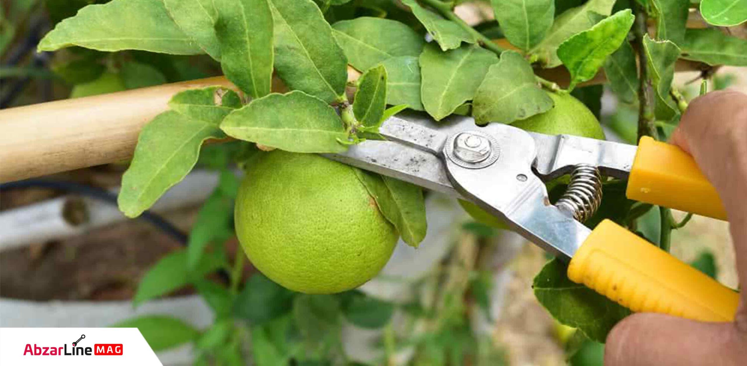 خرید قیچی باغبانی نووا