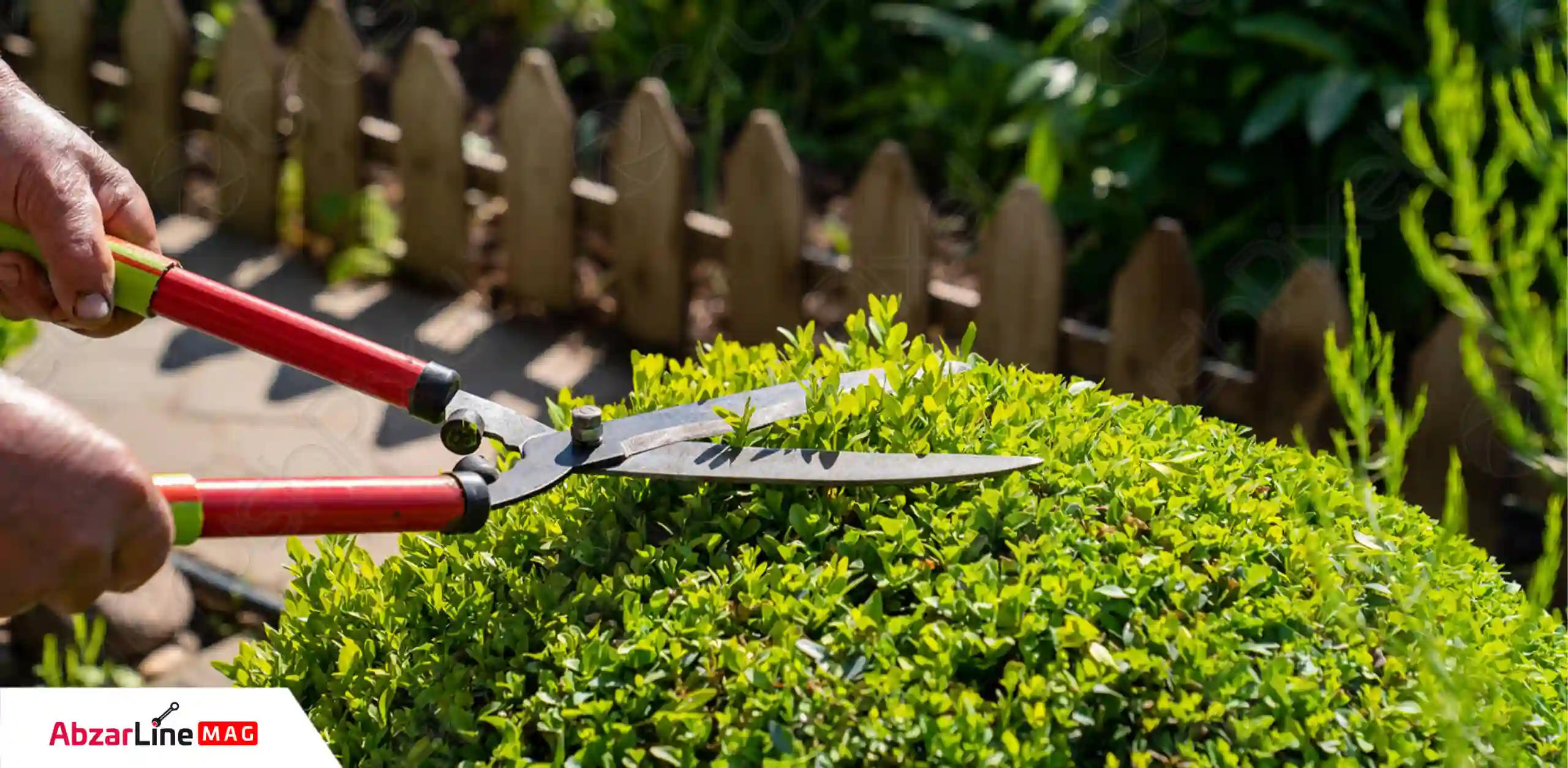 قیچی شمشاد زن