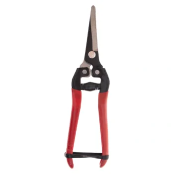 قیچی میوه چینی مونتانا