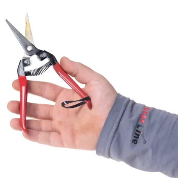 قیچی میوه چینی مونتانا